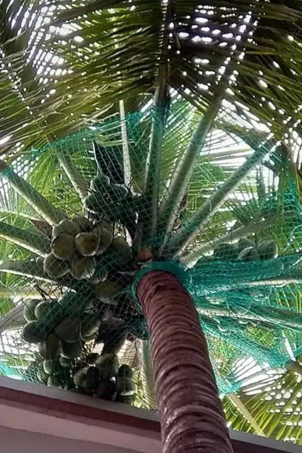 Coconut Tree Safety Nets in Hyderabad by RNK Safety Nets