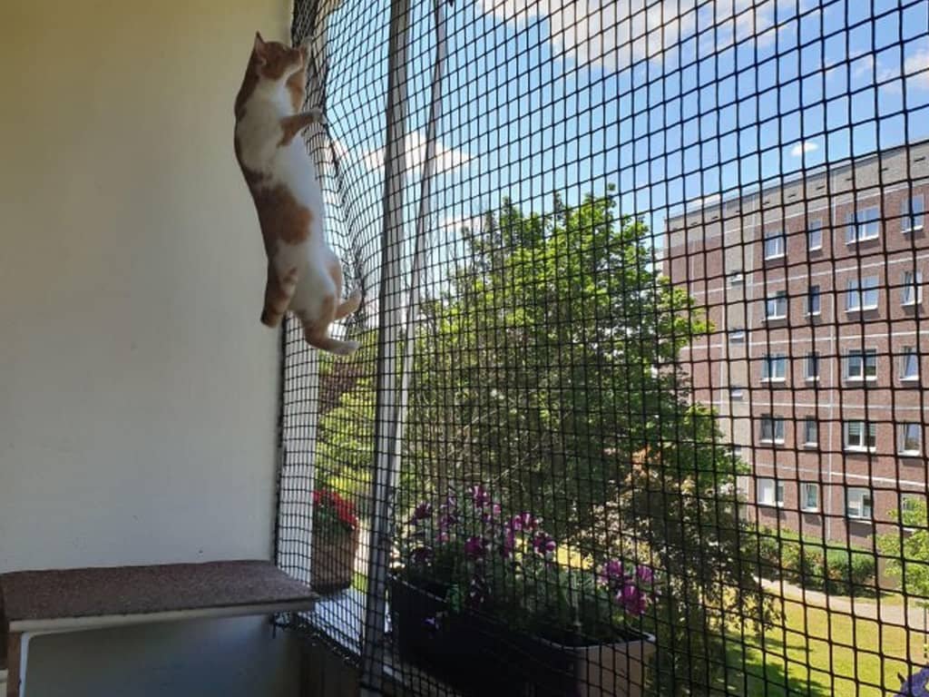 Pet Safety Nets in Hyderabad